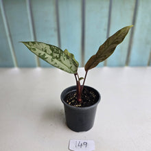 Load image into Gallery viewer, #149 Apoballis Acuminatissima