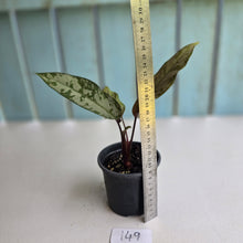 Load image into Gallery viewer, #149 Apoballis Acuminatissima