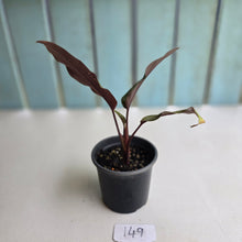 Load image into Gallery viewer, #149 Apoballis Acuminatissima