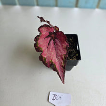 Load image into Gallery viewer, #B65 Begonia Unknown