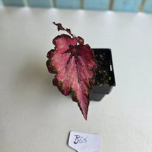 Load image into Gallery viewer, #B65 Begonia Unknown