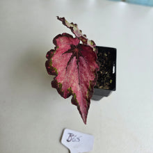 Load image into Gallery viewer, #B65 Begonia Unknown