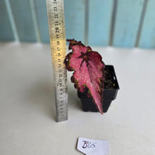 Load image into Gallery viewer, #B65 Begonia Unknown