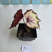 Load image into Gallery viewer, #B65 Begonia Unknown