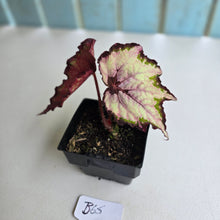 Load image into Gallery viewer, #B65 Begonia Unknown