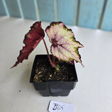 Load image into Gallery viewer, #B65 Begonia Unknown