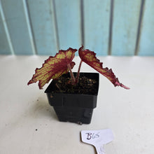 Load image into Gallery viewer, #B65 Begonia Unknown