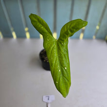 Load image into Gallery viewer, #7 Alocasia Aequiloba
