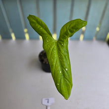 Load image into Gallery viewer, #7 Alocasia Aequiloba