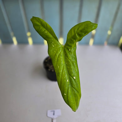 #7 Alocasia Aequiloba