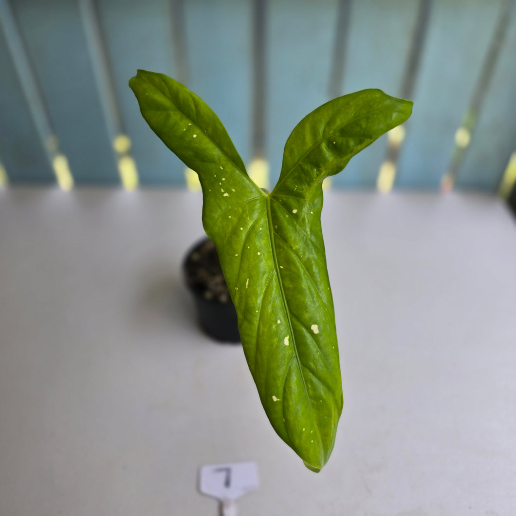 #7 Alocasia Aequiloba