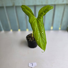Load image into Gallery viewer, #7 Alocasia Aequiloba