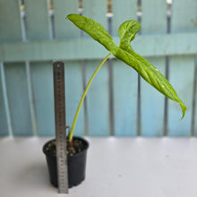 Load image into Gallery viewer, #7 Alocasia Aequiloba