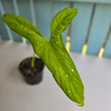 Load image into Gallery viewer, #7 Alocasia Aequiloba
