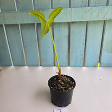 Load image into Gallery viewer, #7 Alocasia Aequiloba