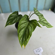 Load image into Gallery viewer, #H24 Philodendron Mamei