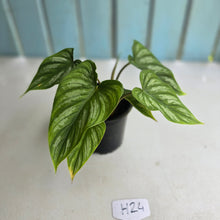 Load image into Gallery viewer, #H24 Philodendron Mamei