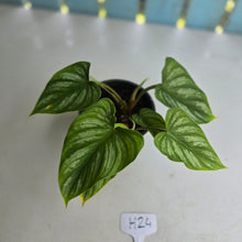 Load image into Gallery viewer, #H24 Philodendron Mamei