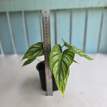 Load image into Gallery viewer, #H24 Philodendron Mamei