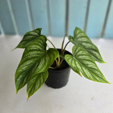 Load image into Gallery viewer, #H24 Philodendron Mamei
