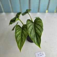 Load image into Gallery viewer, #H24 Philodendron Mamei