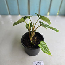 Load image into Gallery viewer, #H24 Philodendron Mamei