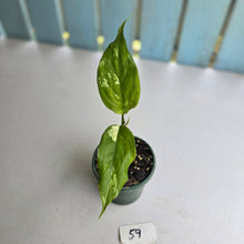 Load image into Gallery viewer, #59 Aglaonema Modestum Variegatum