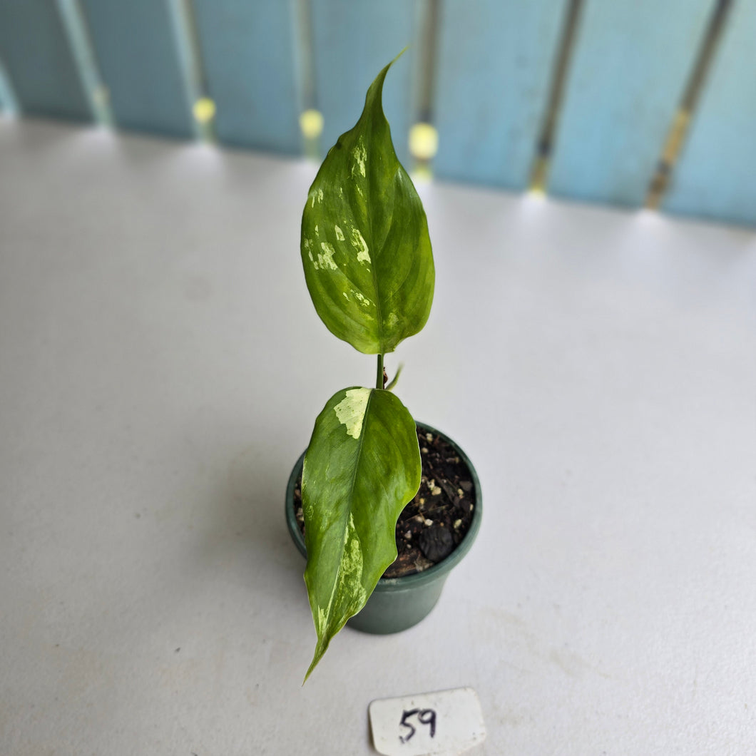 #59 Aglaonema Modestum Variegatum