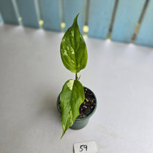 Load image into Gallery viewer, #59 Aglaonema Modestum Variegatum