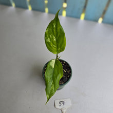 Load image into Gallery viewer, #59 Aglaonema Modestum Variegatum