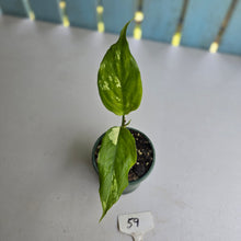 Load image into Gallery viewer, #59 Aglaonema Modestum Variegatum