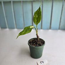 Load image into Gallery viewer, #59 Aglaonema Modestum Variegatum