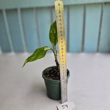 Load image into Gallery viewer, #59 Aglaonema Modestum Variegatum