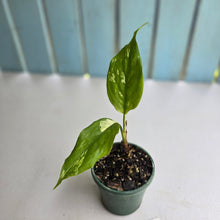 Load image into Gallery viewer, #59 Aglaonema Modestum Variegatum