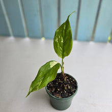 Load image into Gallery viewer, #59 Aglaonema Modestum Variegatum