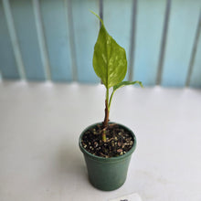 Load image into Gallery viewer, #59 Aglaonema Modestum Variegatum