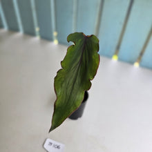 Load image into Gallery viewer, #B106 Ribbon Caladium