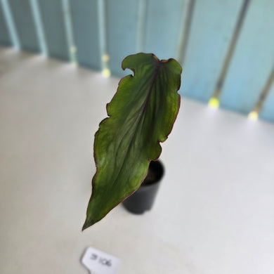 #B106 Ribbon Caladium