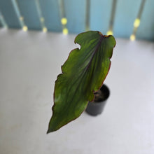 Load image into Gallery viewer, #B106 Ribbon Caladium