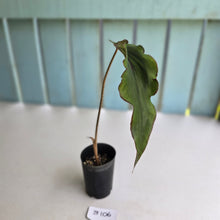 Load image into Gallery viewer, #B106 Ribbon Caladium