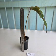 Load image into Gallery viewer, #B106 Ribbon Caladium