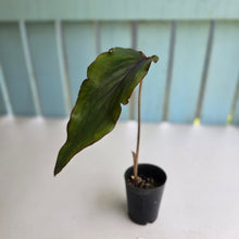 Load image into Gallery viewer, #B106 Ribbon Caladium