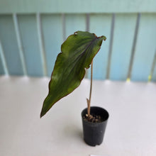 Load image into Gallery viewer, #B106 Ribbon Caladium