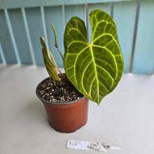 Load image into Gallery viewer, #N23 Anthurium NOID