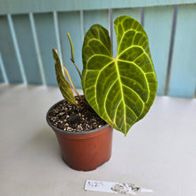 Load image into Gallery viewer, #N23 Anthurium NOID