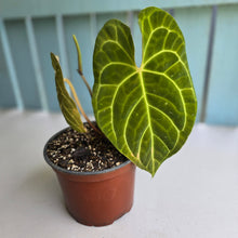 Load image into Gallery viewer, #N23 Anthurium NOID