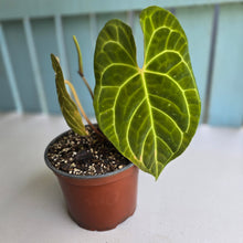 Load image into Gallery viewer, #N23 Anthurium NOID