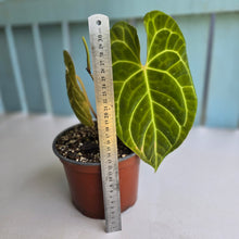 Load image into Gallery viewer, #N23 Anthurium NOID