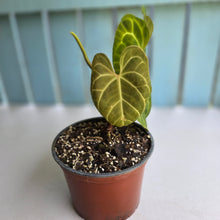 Load image into Gallery viewer, #N23 Anthurium NOID