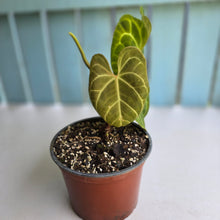 Load image into Gallery viewer, #N23 Anthurium NOID